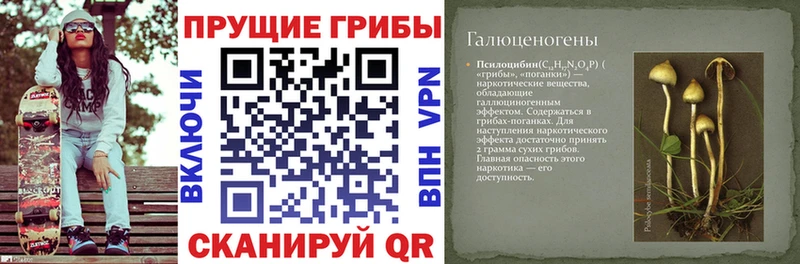 hydra маркетплейс  Асино  Галлюциногенные грибы Cubensis 